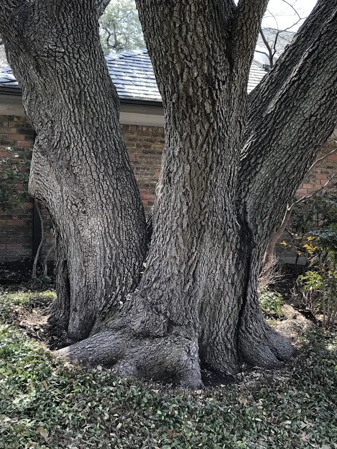 Mature heritage tree close to a Valley Grove property cared for by certified arborists